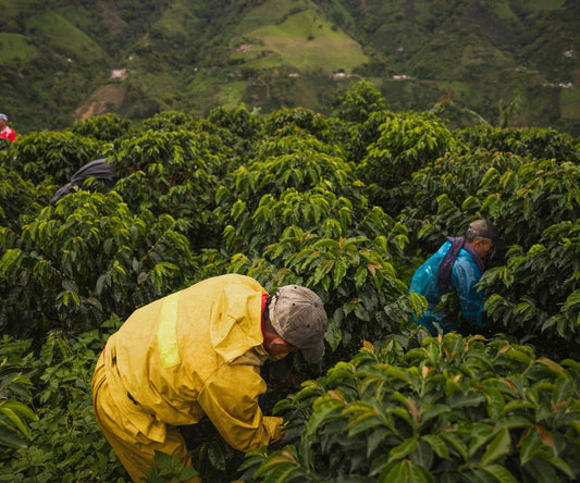 Anbaugebiete und der Kaffeegürtel