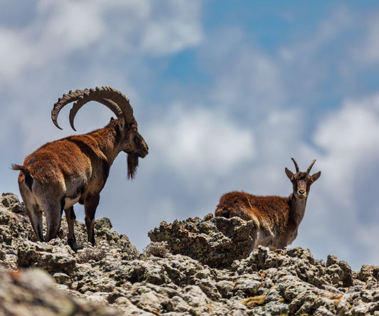 Geschichte des Kaffees